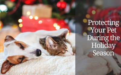 Protecting Your Pet During the Holiday Season