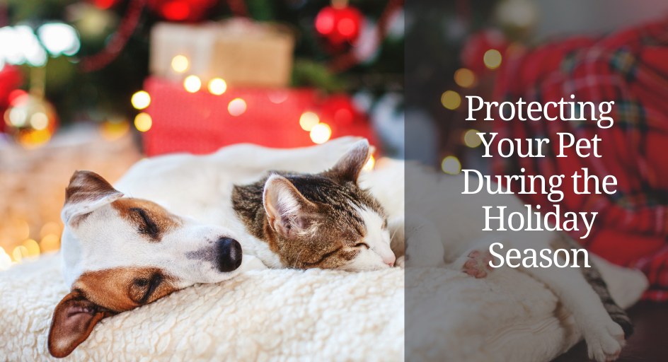 Protecting Your Pet During the Holiday Season